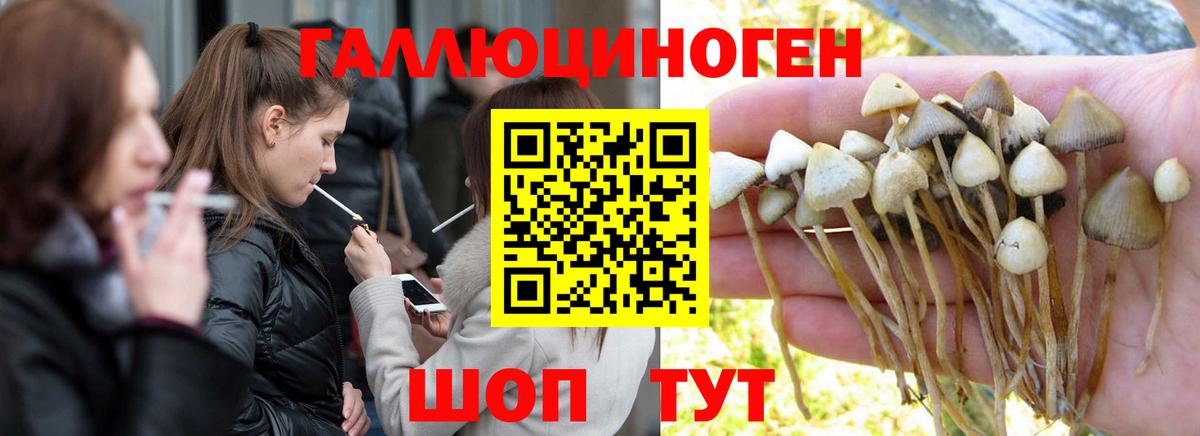 Галлюциногенные грибы Psilocybe Мценск